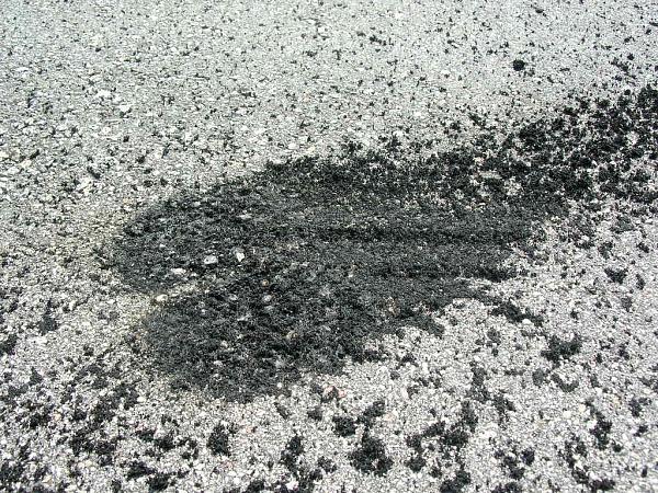 Ponies on The Run!-dscn5315.jpg