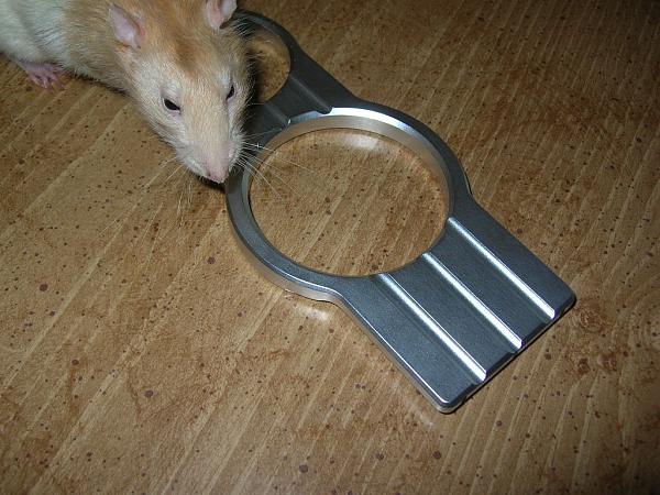 Ponies on The Run!-dscn5366.jpg