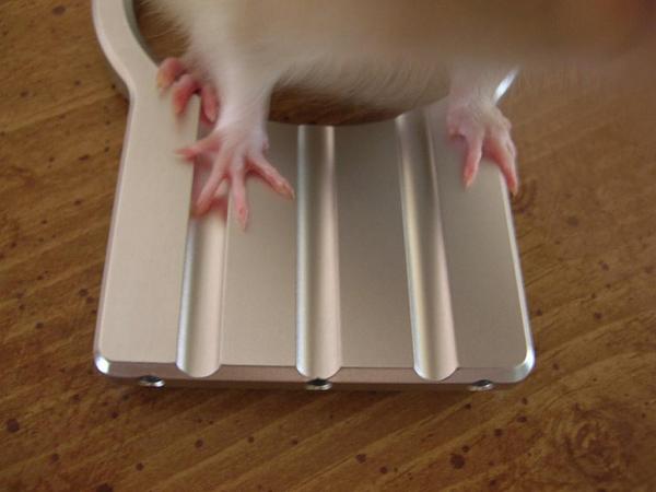 Ponies on The Run!-dscn5368.jpg