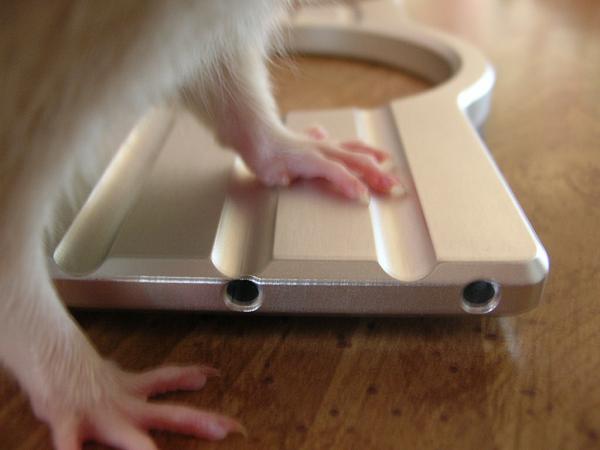 Ponies on The Run!-dscn5370.jpg