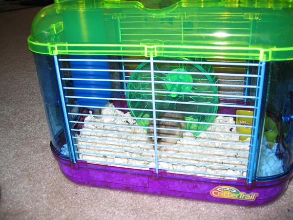 Ponies on The Run!-img_8216m.jpg