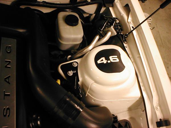 Ponies on The Run!-p1010250.jpg