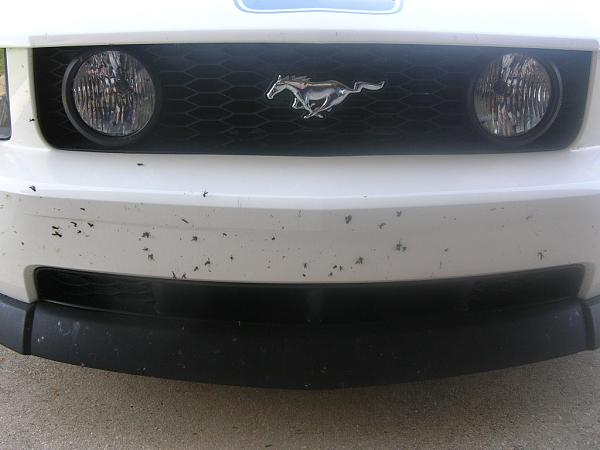 Ponies on The Run!-dscn5705.jpg