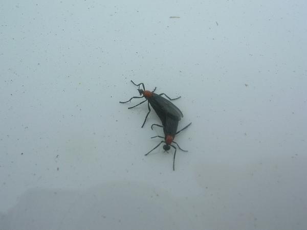 Ponies on The Run!-dscn5703.jpg