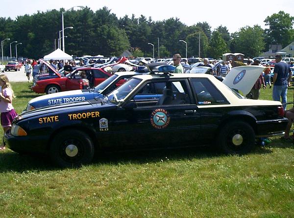 Ponies on The Run!-florida.jpg