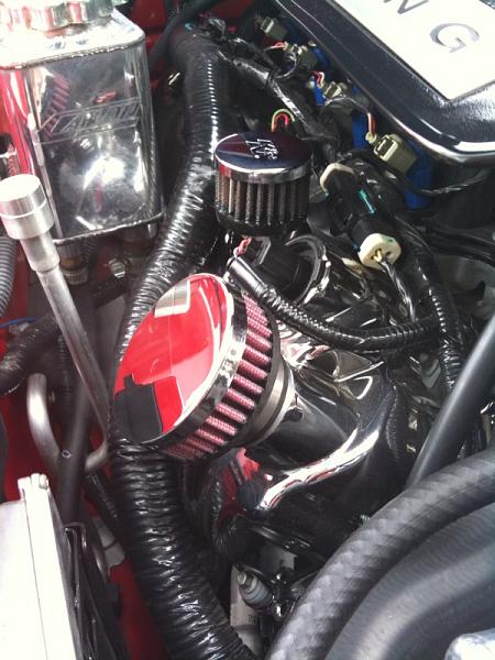 Ponies on The Run!-cfm.jpg