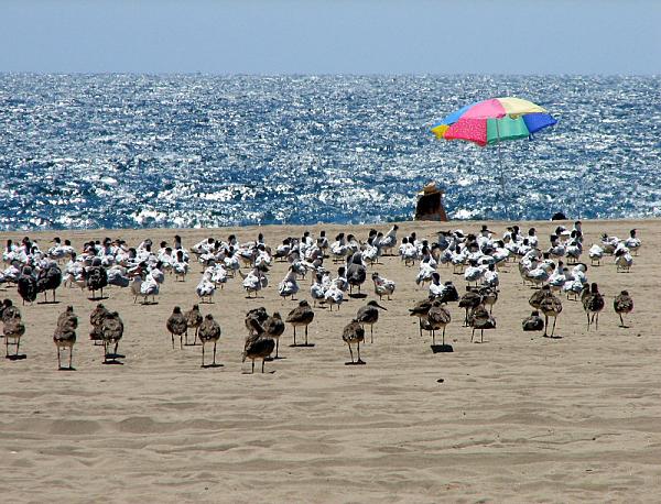 Ponies on The Run!-cfiles35690.jpg