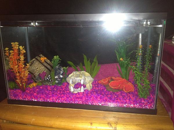 Decked out new 10 gal fish tank-image-1509936988.jpg