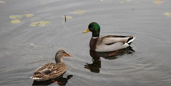 Calling all DSLR users...Post your latest pictures in here.-duck-parents.jpg