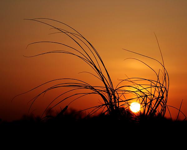 Some new pictures-silhouette_at_sunset_2_by_nomkcalb.jpg