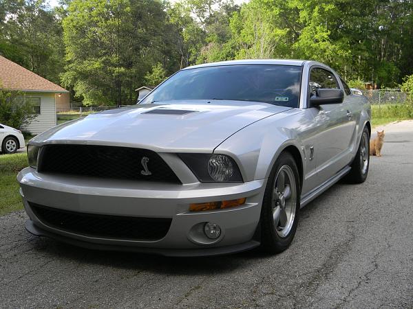 Shelby GT500 with Shelby CS6 Hood?-mustang1.jpg