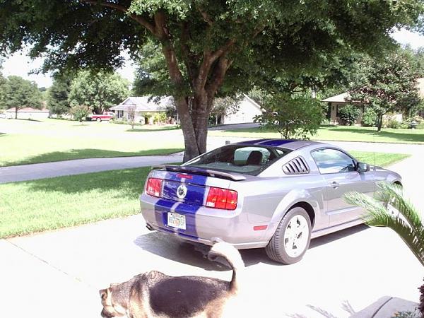 Official Stripes Thread: Photos &amp; Spreadsheet-24017575743.jpeg