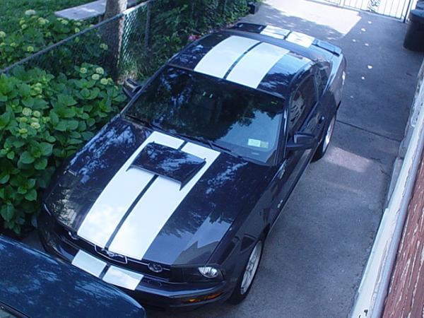 Whatcha guys think?-mustang-2007-019.jpg