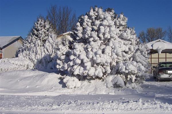 SHR Radiator Grill Insert !-snowed.jpg