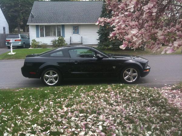 2007-2009 S-197 Gen 1 FORD MUSTANG Black Picture Gallery!-image-1708973056.jpg