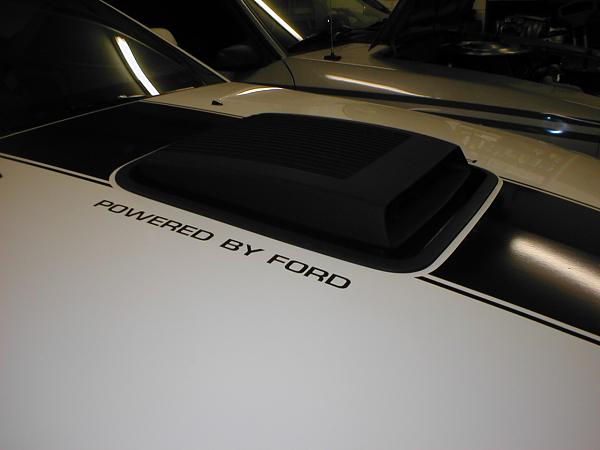 07 Black Stang Photos-p1010150.jpg