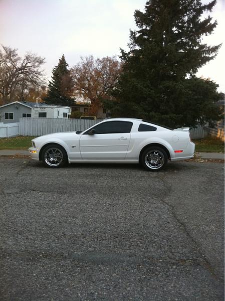 2005-2009 S-197 Gen 1 Performance White Mustang Picture Gallery-image-789675395.jpg