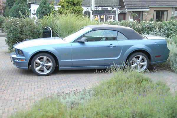 Calling all Windveil Blue owners.-mustang.jpg
