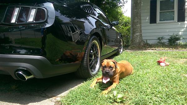 2010-2014 Ford Mustang S-197 Gen II Lets see your latest Pics PHOTO GALLERY-image.jpg