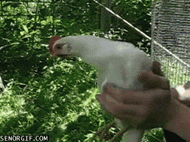 Name:  GXzqw.gif
Views: 34
Size:  1.90 MB