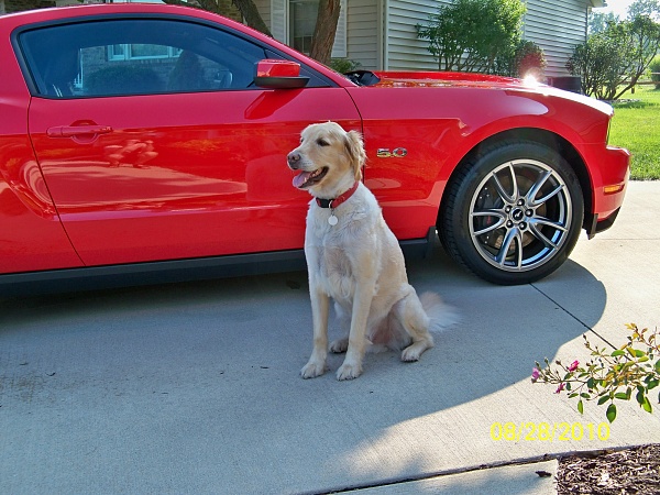 Mans two best friends-m-m2.jpg