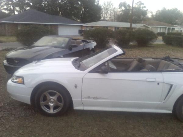 My Collection-mustangs-4.jpg