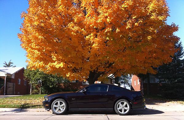 Request for Artsy Pics-mustang-leaves-4.jpg