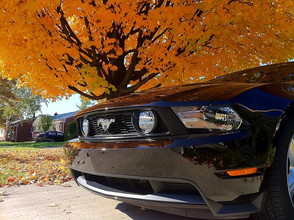 Request for Artsy Pics-mustang-leaves-1.jpg