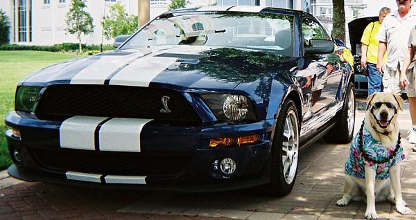 Am I the first one to get pulled over?-bailey-shelby2.jpg