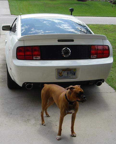 Real Mustang...Real Dog-stang2.jpg