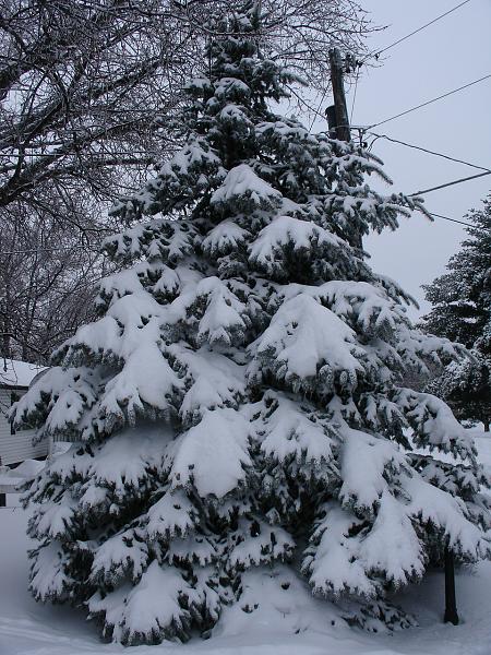 Happy Holidays Everyone!-2009-christmas-day-blizzard-045.jpg