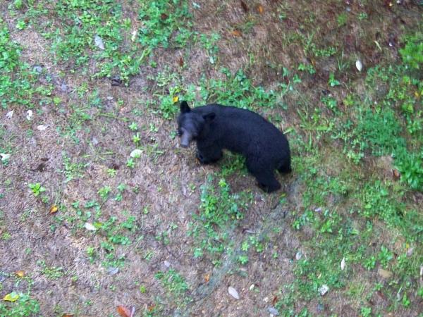 PICS FROM THE SMOKIES-bear.jpg