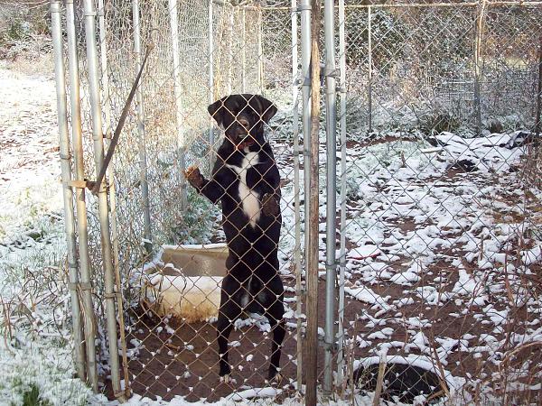 Snow Pics of your Stangs-100_1776.jpg