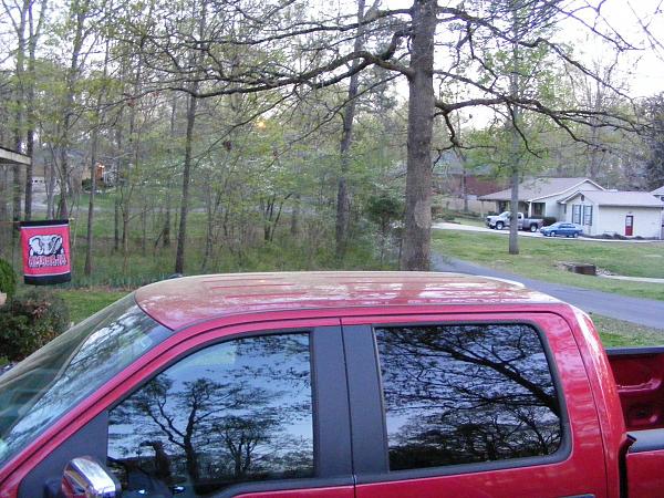 New Mustang Registry-2010_0406pollen0004.jpg