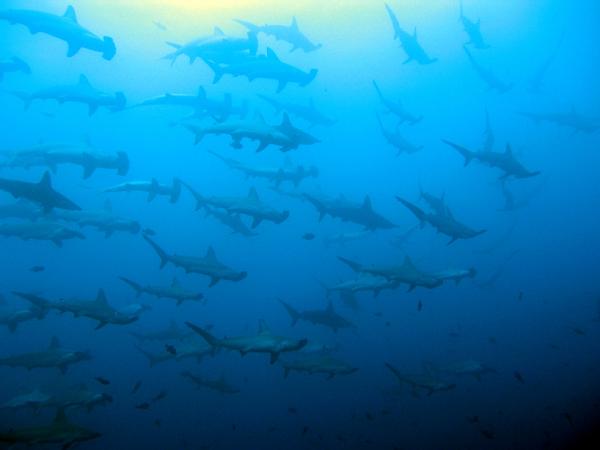 General Chat-hammer.jpg