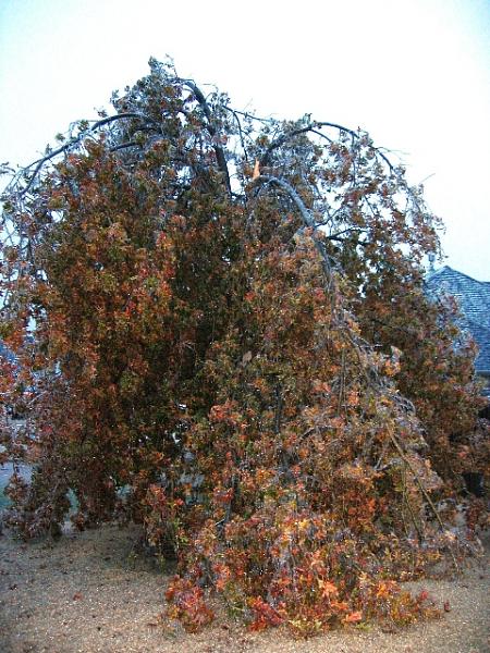 General Chat-frt-oak-2.jpg