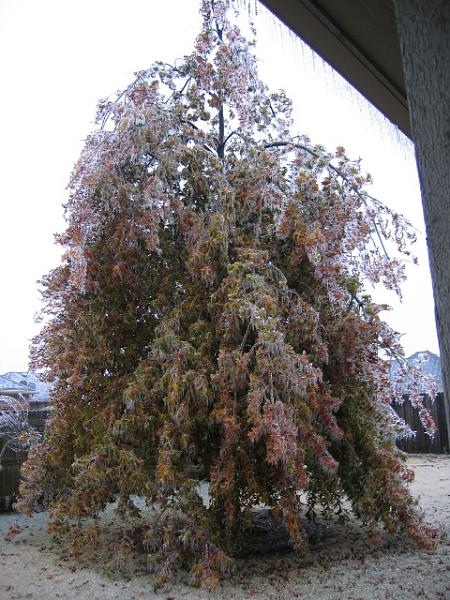 General Chat-rear-oak.jpg