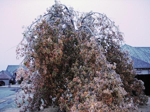 General Chat-frt-oak.jpg