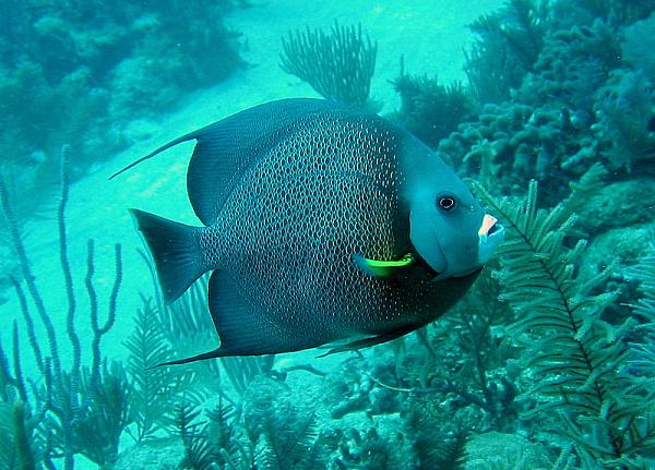 General Chat-french-angel.jpg