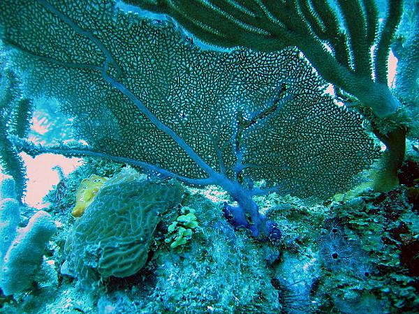 General Chat-coral-geor.-fan.jpg