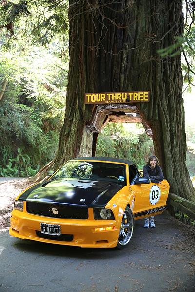 The Shelby Terlingua Mustang .-10277428_10203131332511408_9089436587371024974_n.jpg