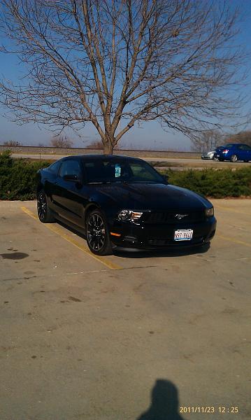 Before I put it away for winter-mustang-tree-photo.jpg