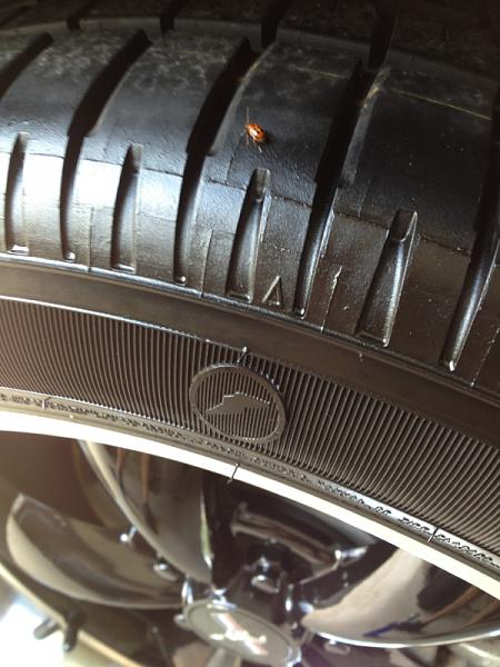 Roush side splitters-image-1106684953.jpg