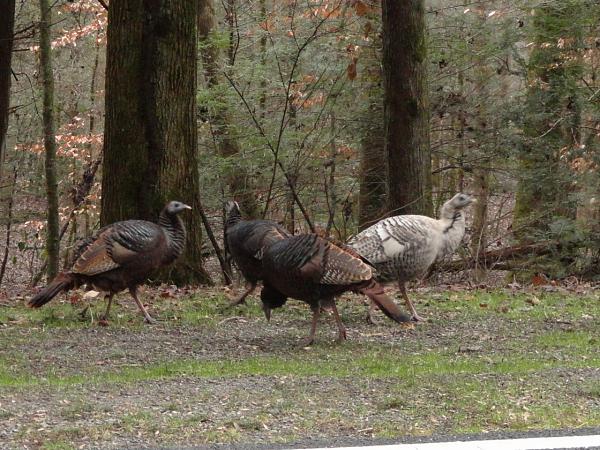 Great Smoky National Park in GT/CS-pigeon-forge-xmas-024.jpg