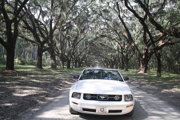 Your Mustang with Scenery-519a.jpg