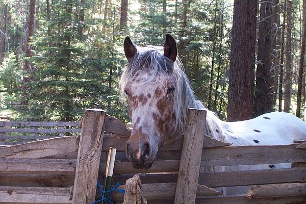 Mustangs Coast to Coast-hawkwind-face.jpg