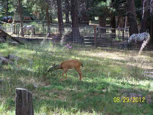 Mustangs Coast to Coast-deer-flowers.jpg