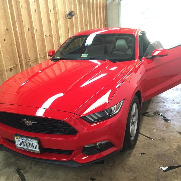 What did you do with your Mustang today?-stang2.jpg