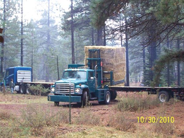 Mustangs Coast to Coast-hay.2-2010-w.jpg