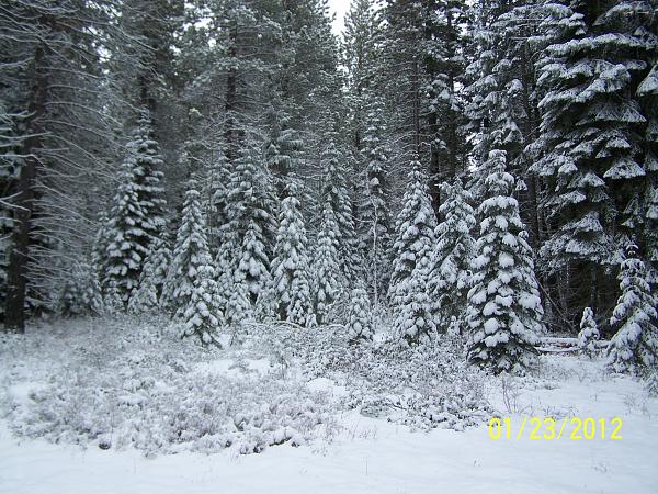 Mustangs Coast to Coast-morn-snow.jpg